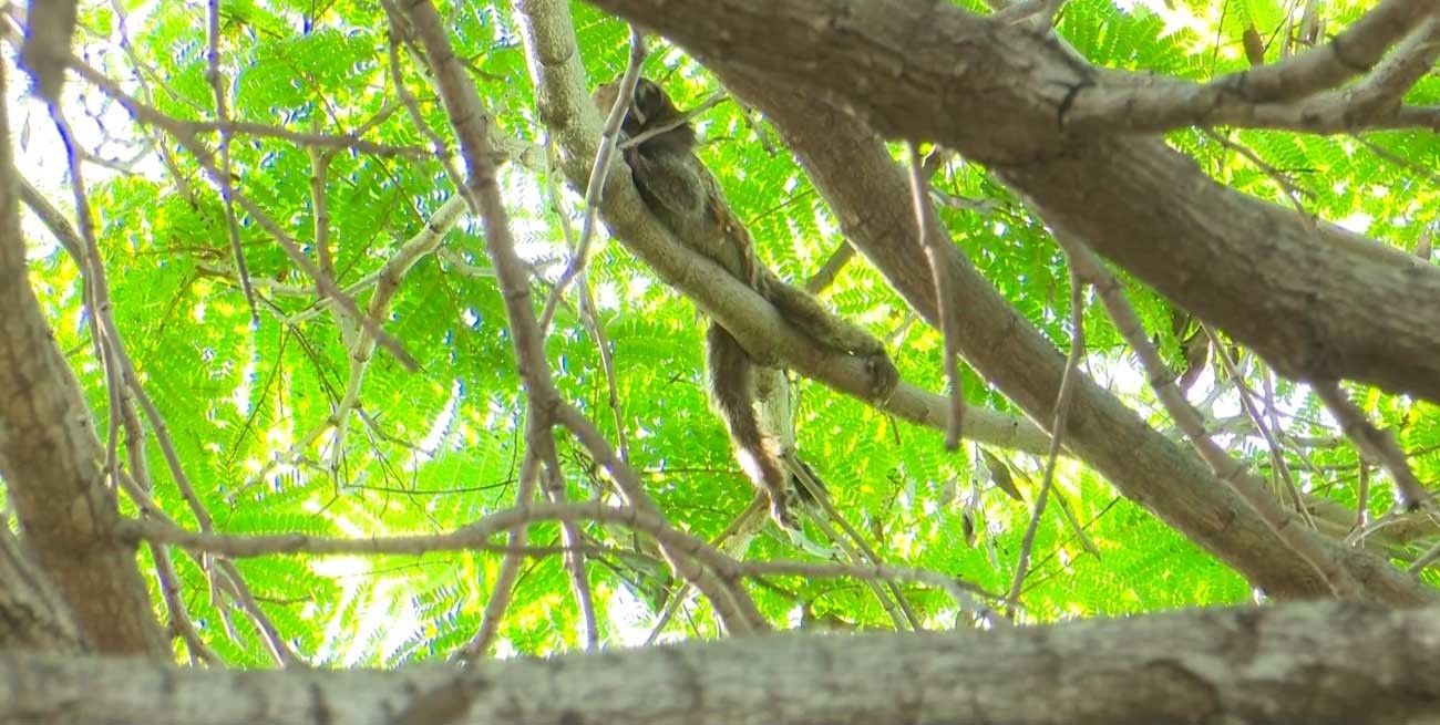 Sorpresa en barrio Escalante por la presencia de un mono tití en la plaza