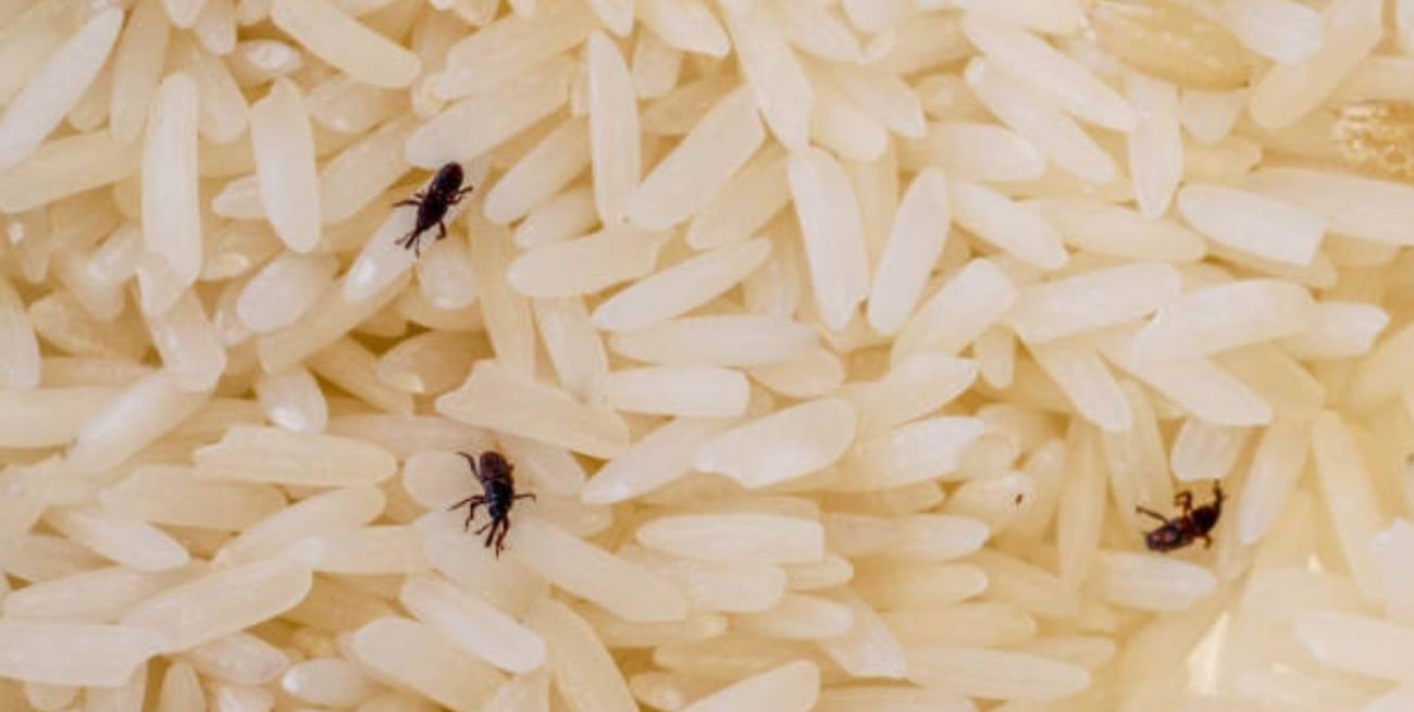 Siete consejos imperdibles para evitar la proliferación de gorgojos en tu alacena