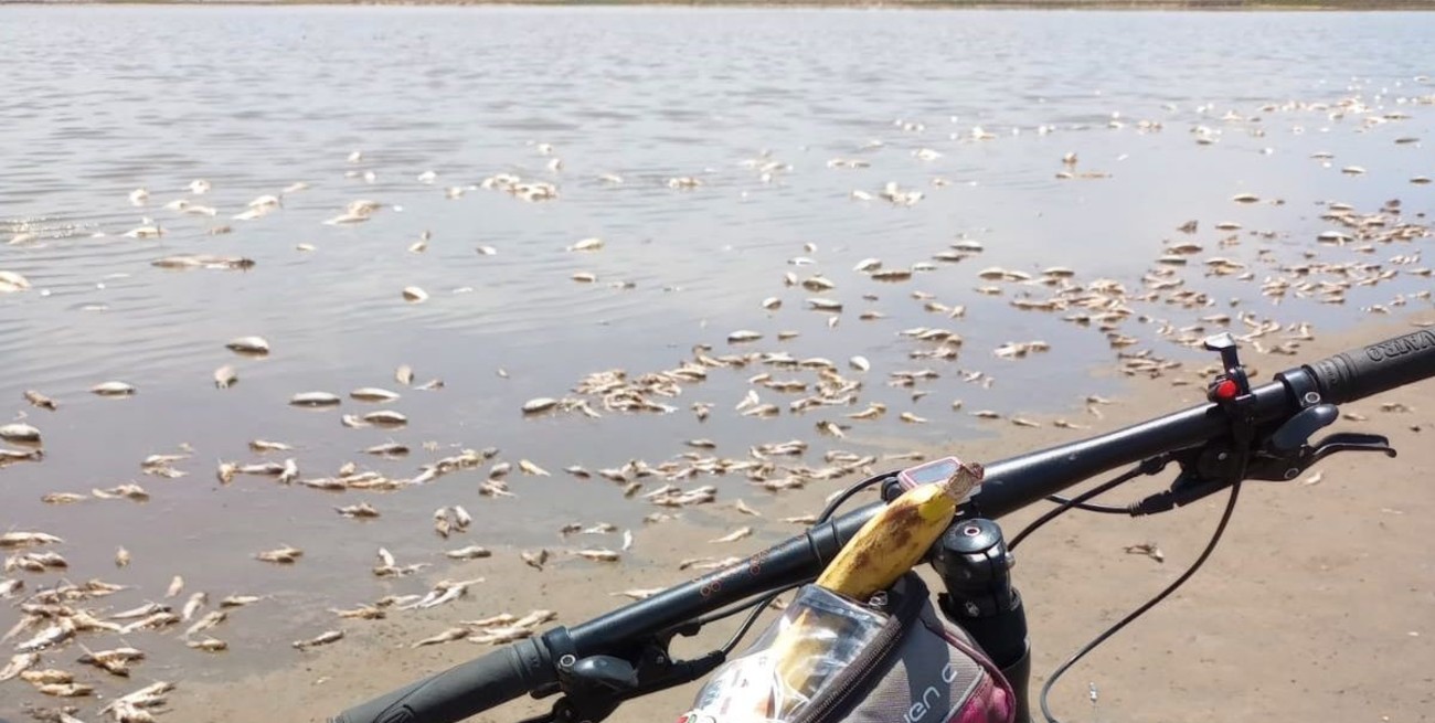 Video: miles de peces muertos por falta de agua en una laguna del sur santafesino