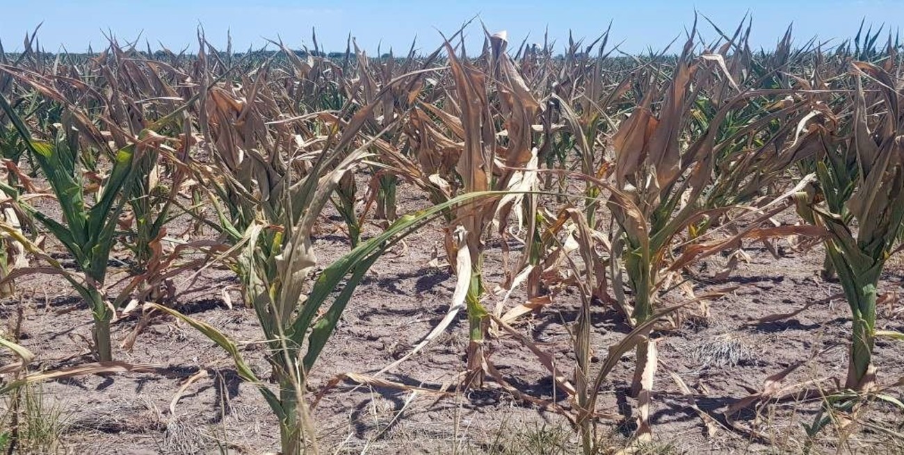 Sequía: el tiempo se ocupa en decidir si se siembra o no