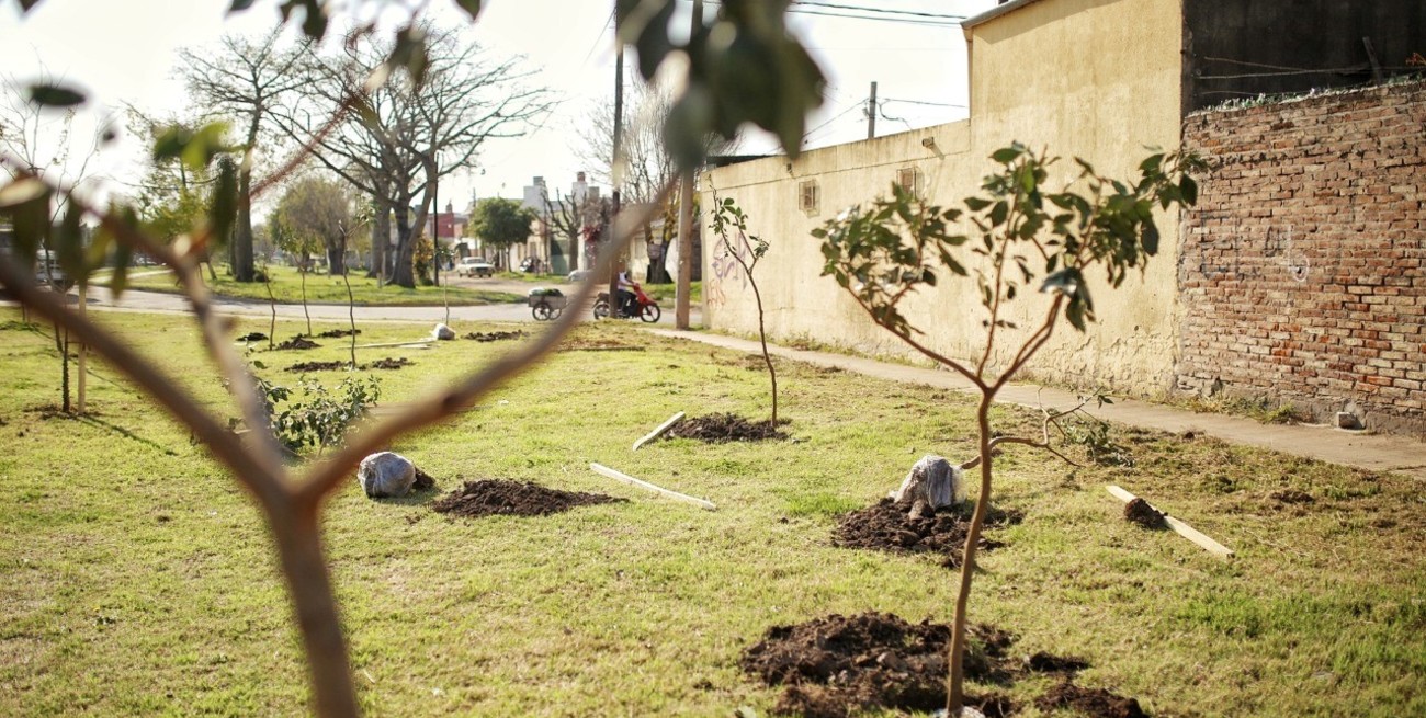 Campaña exitosa de plantación de árboles en la provincia de Santa Fe y en el resto del país
