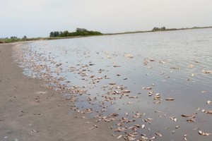 Lamentable imagen en el sur santafesino. Crédito: El Litoral