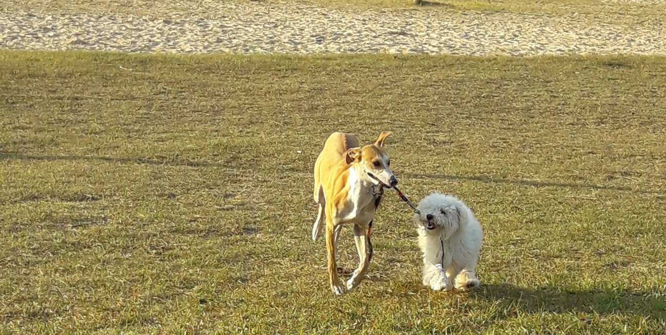 Línea directa: "Bicisendas en estado de abandono" y otros mensajes