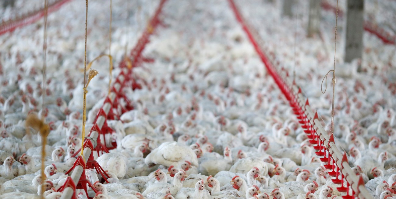 Ecuador confirmó el primer caso de gripe aviar en niña de 9 años