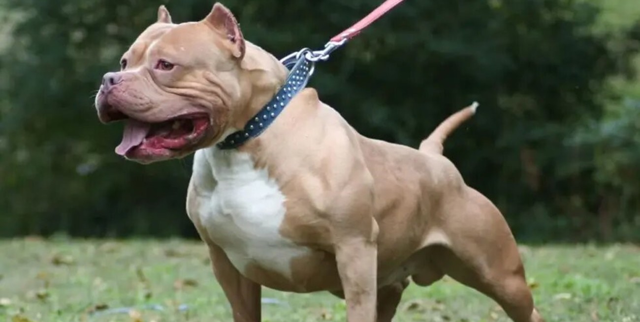 Un pitbull atacó a una nena de cuatro años en Monte Vera