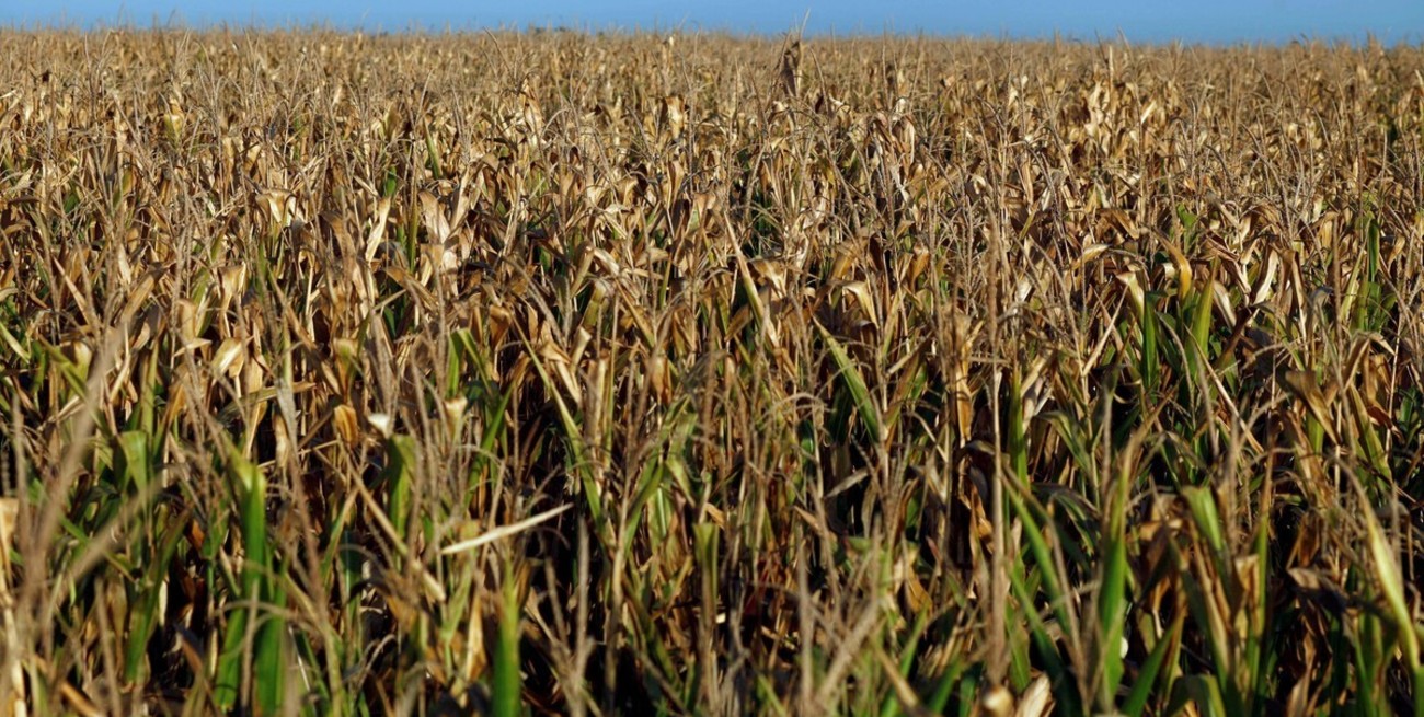 Sequía: qué productores pueden acceder a los créditos de $ 700 mil que otorgará la provincia de Santa Fe