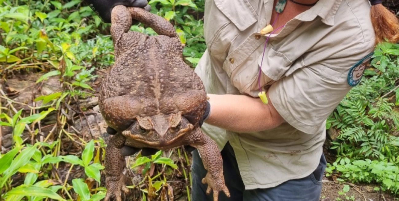 Debieron sacrificar a Toadzilla, el sapo más grande del mundo