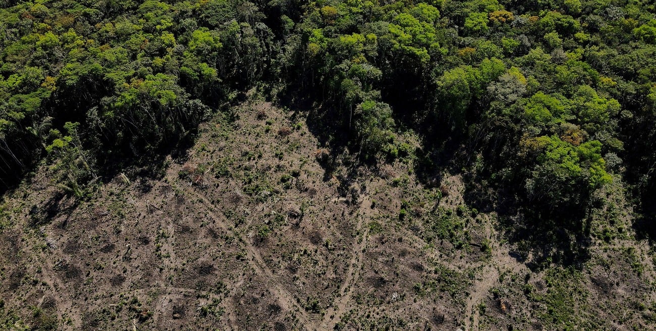 El accionar del hombre degrado más de la mitad de los bosques del Amazonas