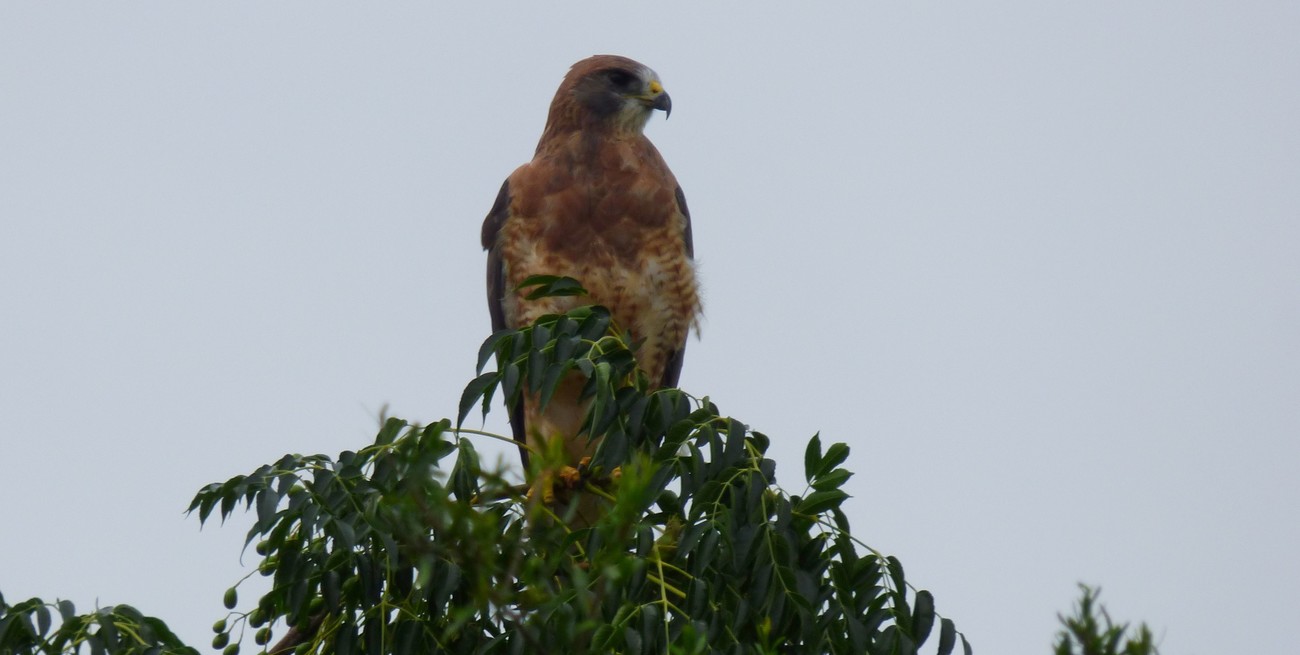 De la gran mortandad al renacer: la fascinante historia del aguilucho que hoy visita Santa Fe