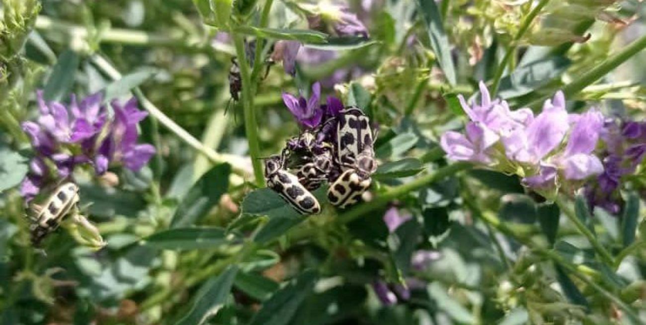 Primer parte oficial sobre el enigma del "7 de oro"