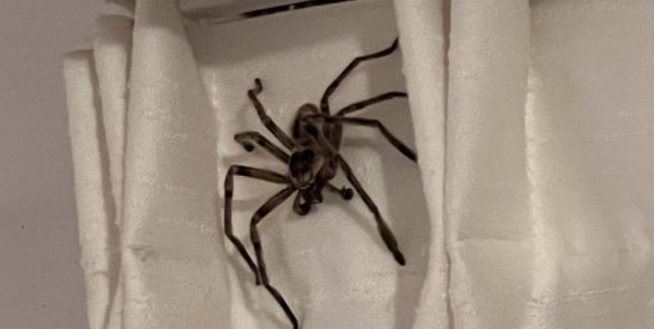 Estaba de vacaciones en Pinamar y en la habitación le apareció una araña gigante 