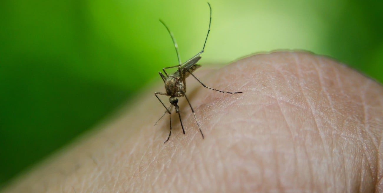 Desarrollan una técnica para esterilizar el mosquito del Dengue en Argentina
