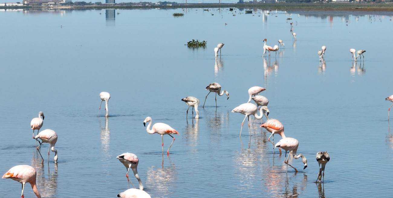 Advierten sobre el impacto que causan las fiestas en el delta superior de la laguna Setúbal