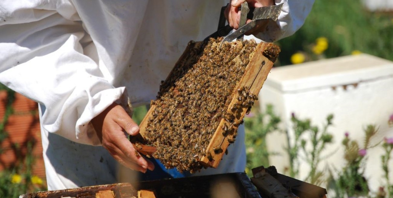 Sequía y desdoblamiento cambiario, combo fatal para la apicultura