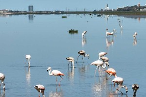 Habitantes. Los flamencos rosados, una de las especies que habitan el delta superior de la Setúbal. Crédito: Fernando Nicola