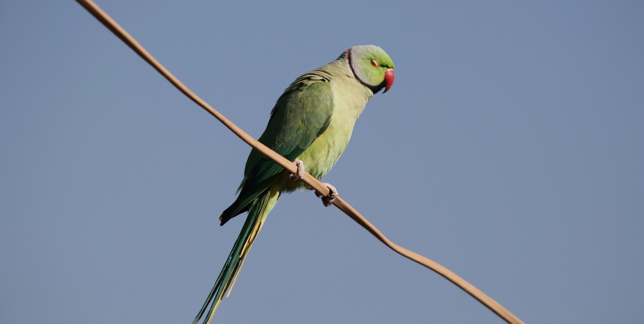 Falleció uno de los pacientes con psitacosis contagiada por un loro en Rafaela