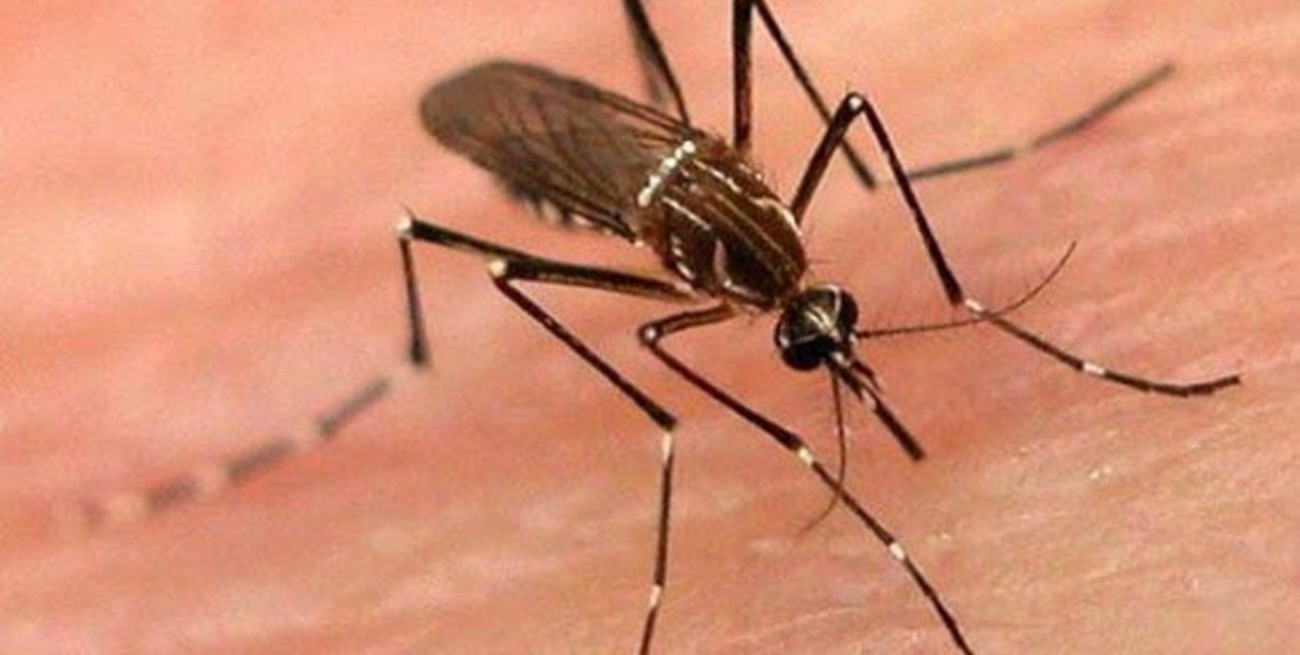 Primer caso de chikungunya importado en Santa Fe
