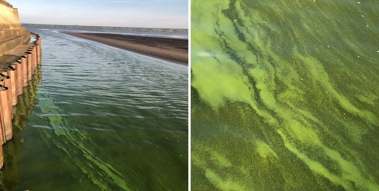 Alerta por cianobacterias en la costa del Río de la Plata: qué son y qué provocan