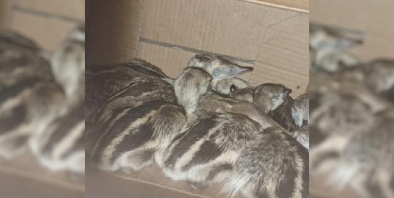 Vendían pichones de ñandú a seis mil pesos en Pueblo Esther