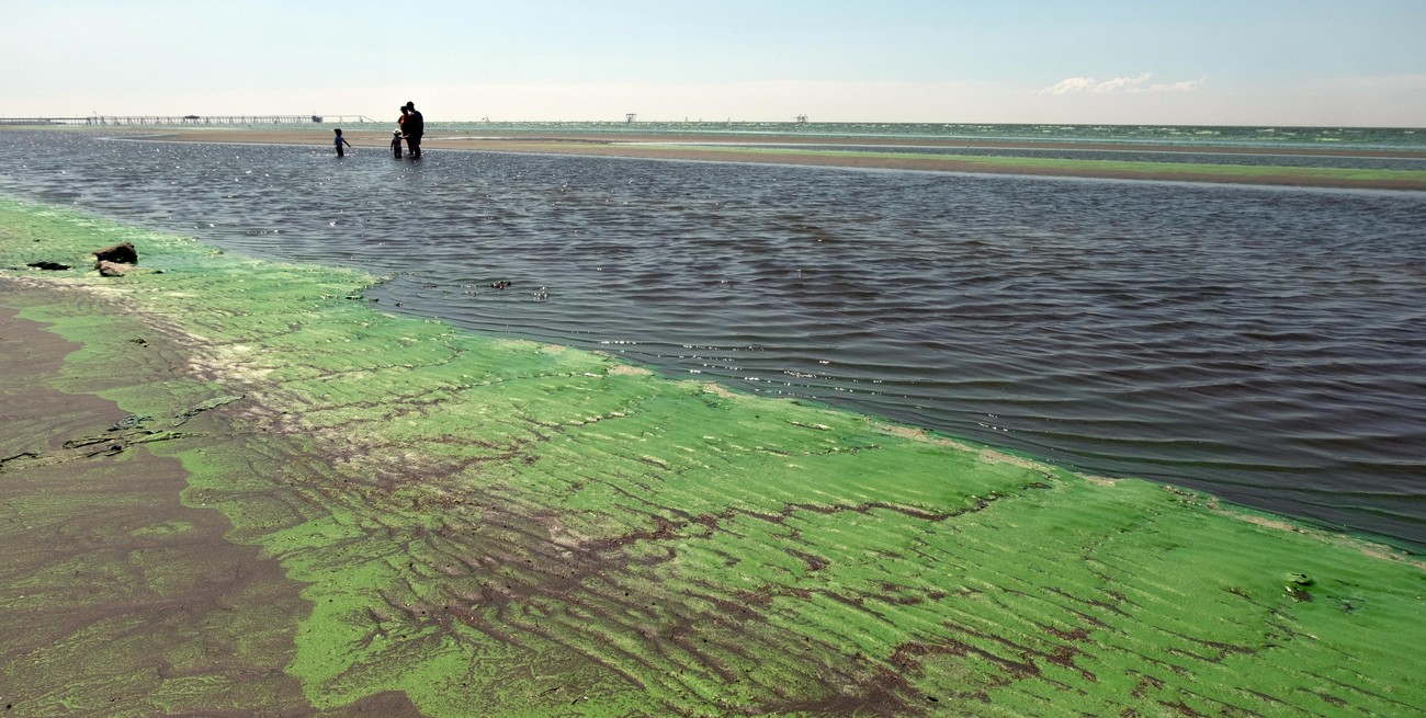 Elevan a roja el alerta por cianobacterias en playas bonaerenses