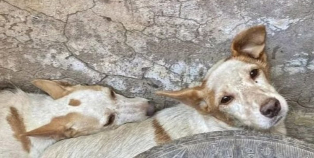 Sacrificaba perros y gatos para "absorber su energía y no envejecer"