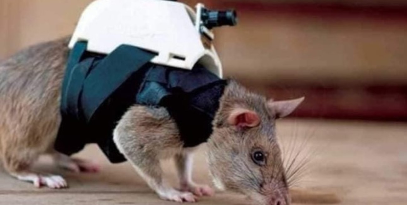Llegan a Turquía "ratas heroicas" entrenadas para ayudar en rescates bajo escombros