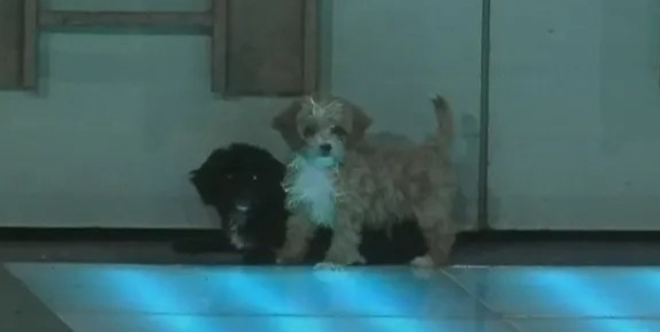 Caramelo y Moro, los nuevos integrantes de la casa de Gran Hermano