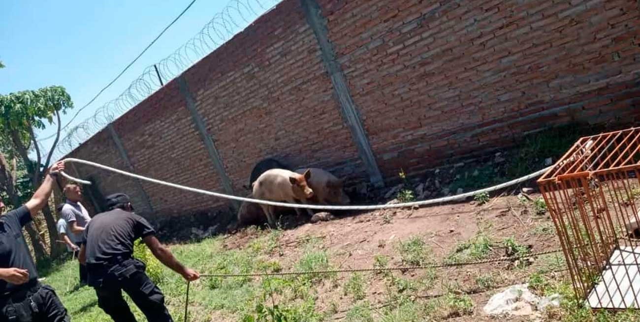Atraparon a cuatro cerdos que andaban sueltos en el norte de la ciudad de Santa Fe
