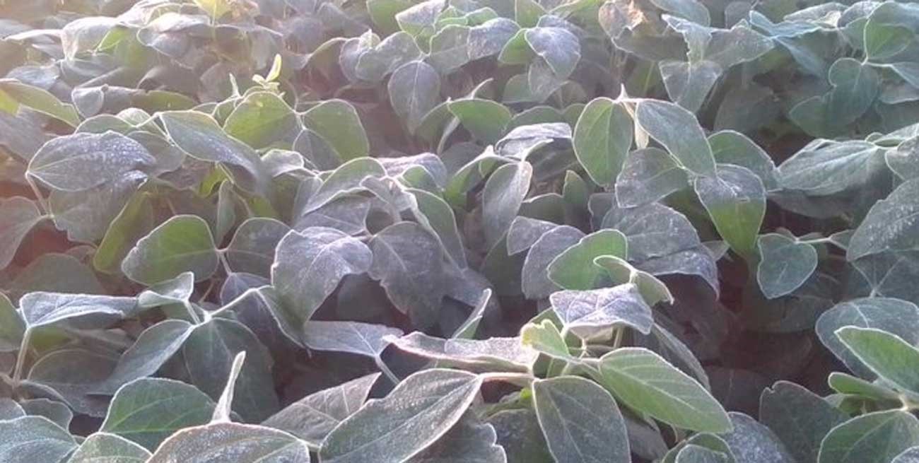 Increíble: en Córdoba hubo helada en pleno verano