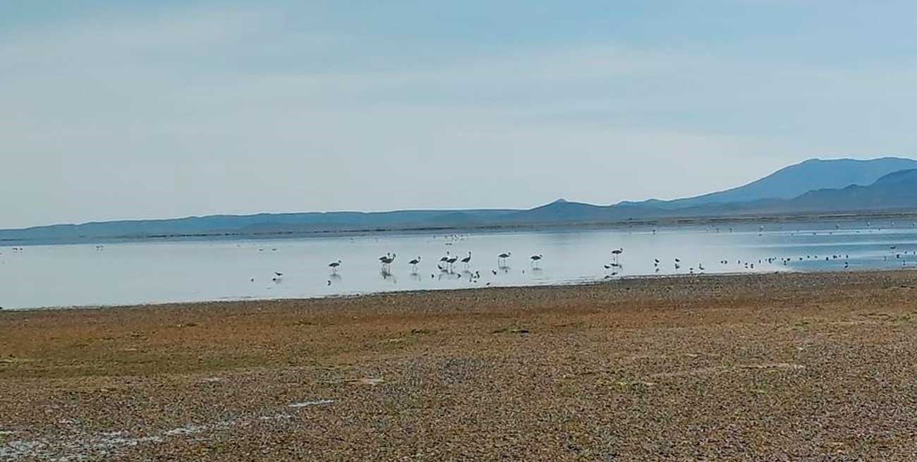 Detectaron en Córdoba el segundo caso de gripe aviar en Argentina