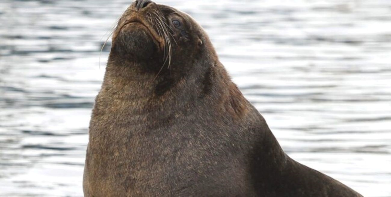 Se confirma el primer caso de gripe aviar en un lobo marino
