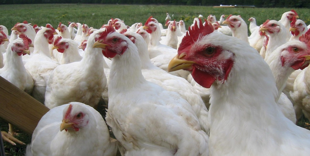 Gripe Aviar: ¿cómo se transmite a los humanos y cuáles son los síntomas?