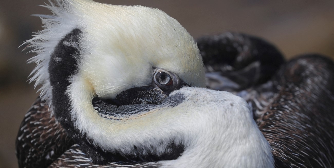 La gripe aviar mató a 700 lobos marinos en Perú