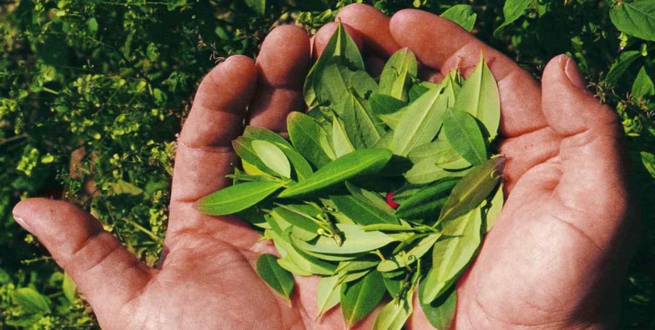Colombia y Bolivia pediría a la ONU que elimine a la hoja de coca de la lista de sustancias prohibidas