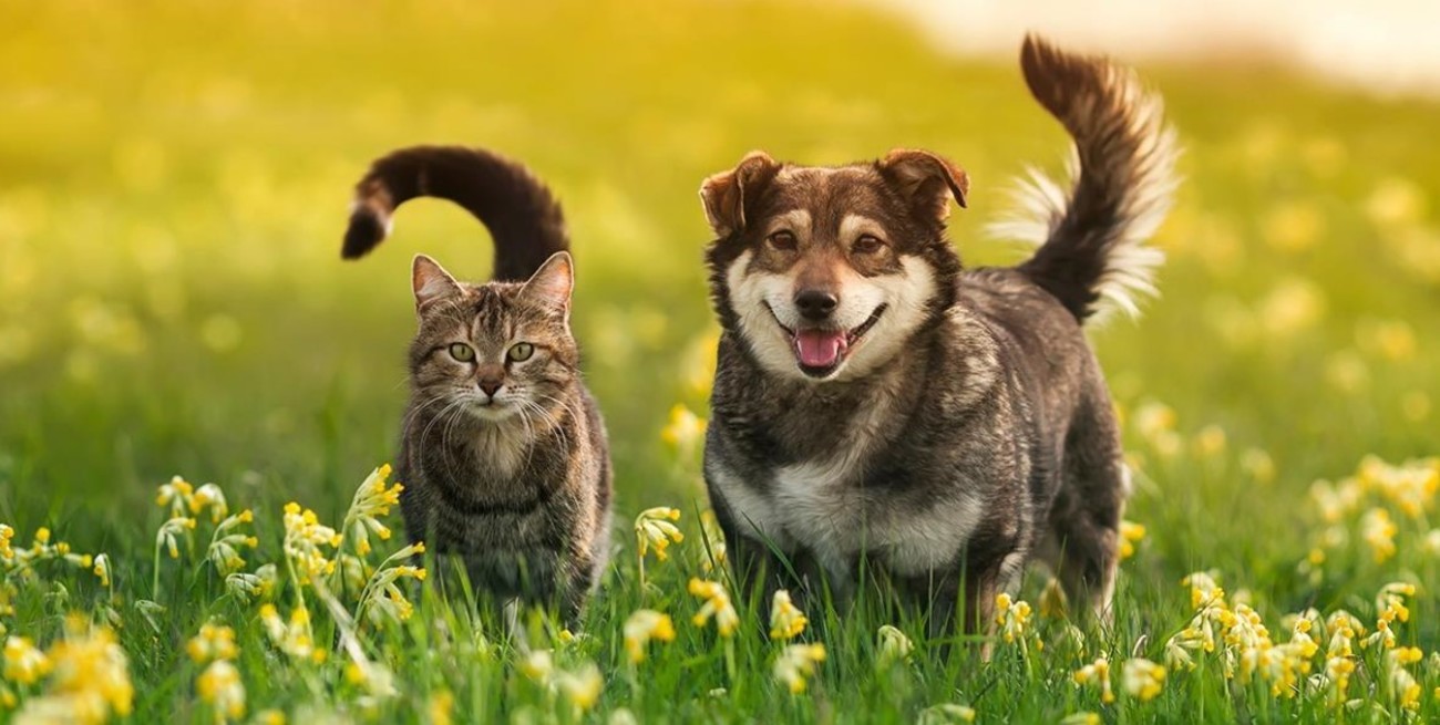 Test de inteligencia: perro vs gato