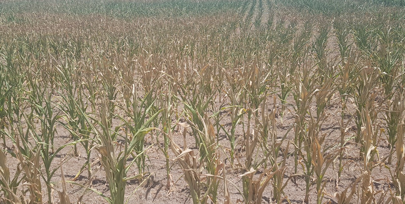 Santa Fe invirtió $ 4 mil millones para asistir a 5 mil productores