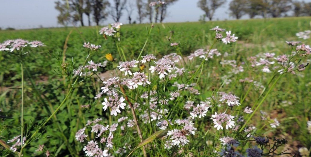Rafaela: esperan decisión judicial sobre un "cinturón ecológico"