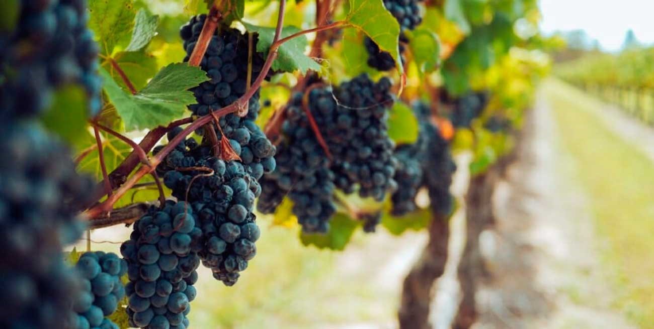 "Dólar vino": la nueva cotización que prepara Massa para abril