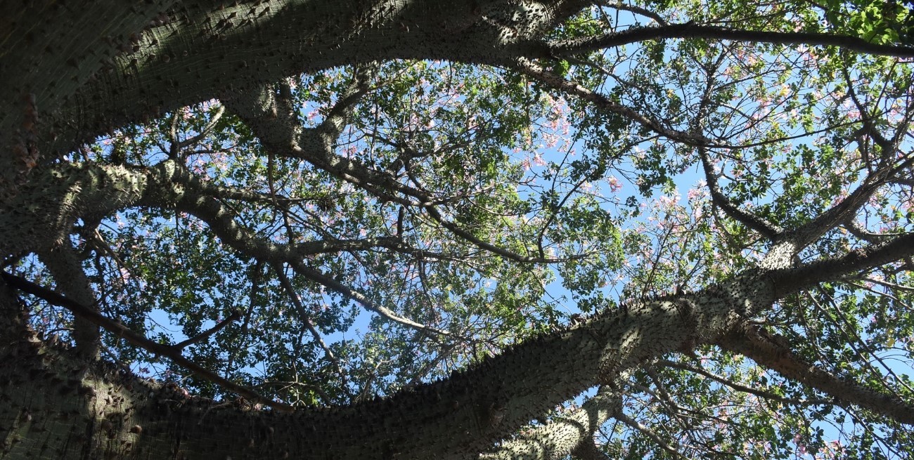 Alerta amarillo por calor y máxima rozando los 40° en la ciudad de Santa Fe