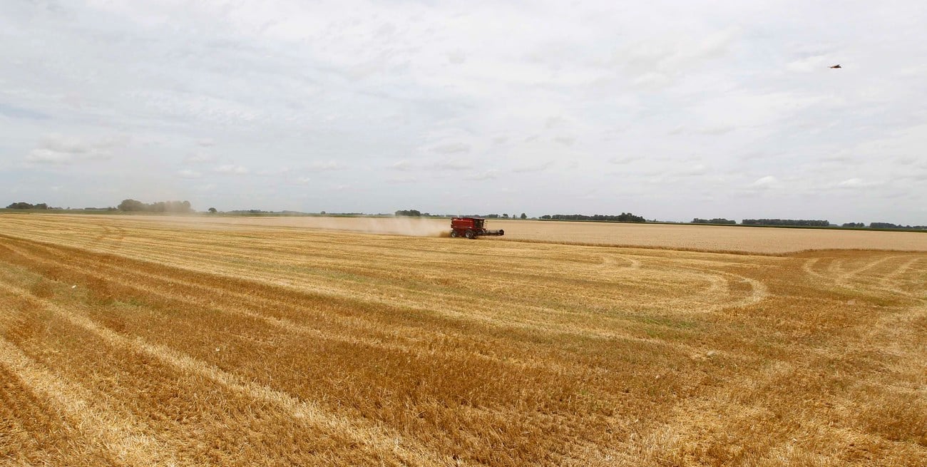 7 de marzo: Día Mundial del Campo y de los Cereales