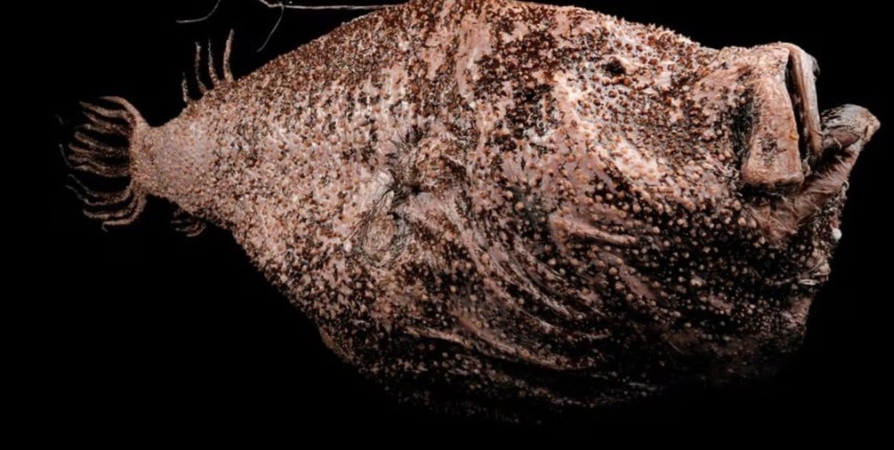 Parásitos sexuales: ¿qué son los cerátidos?