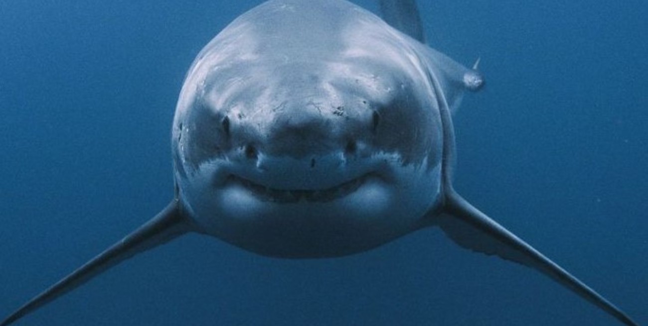 Brasil: se registraron dos ataques de tiburón a humanos en menos de 24 horas