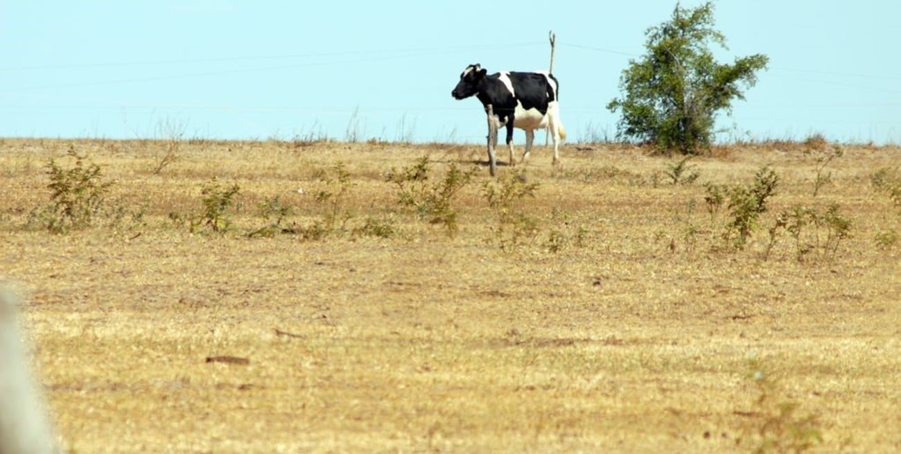Convocan a la mesa de lechería de Santa Fe para analizar cómo pasar el invierno