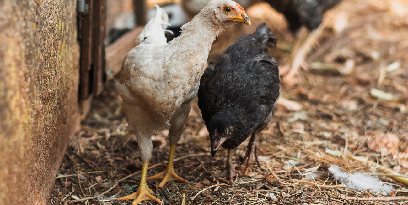 Ya son 40 los casos de gripe aviar en todo el país