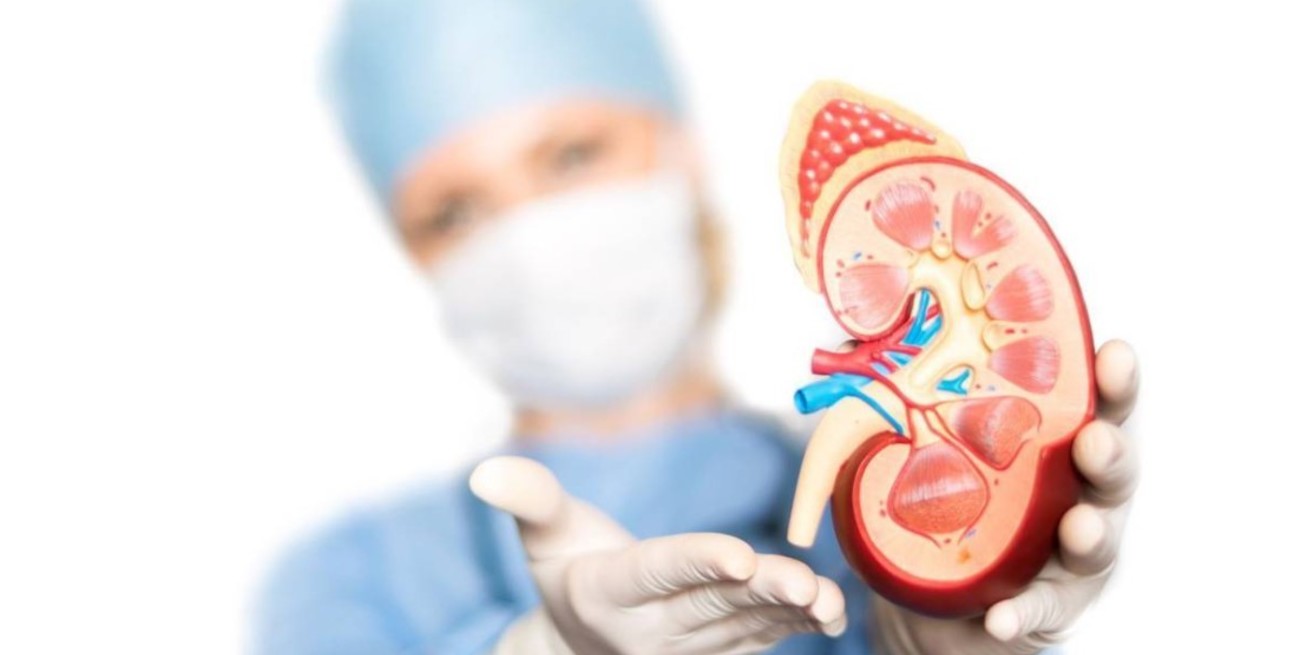 9 de marzo de 2023, Día Mundial del Riñón