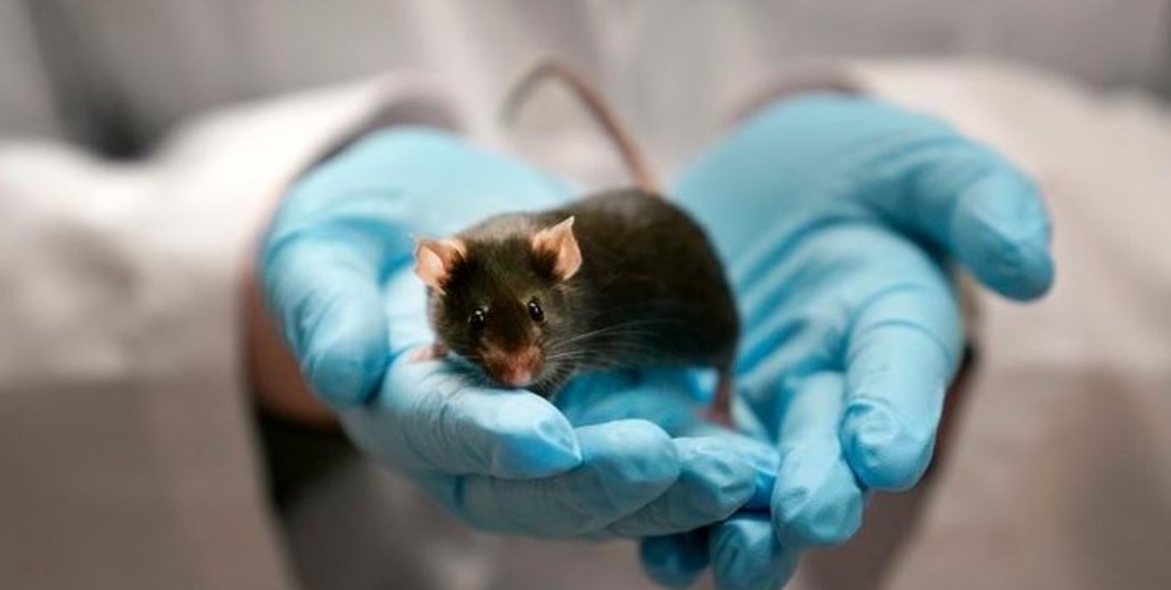 Investigadores crearon ratones sanos con óvulos fabricados a partir dos padres machos