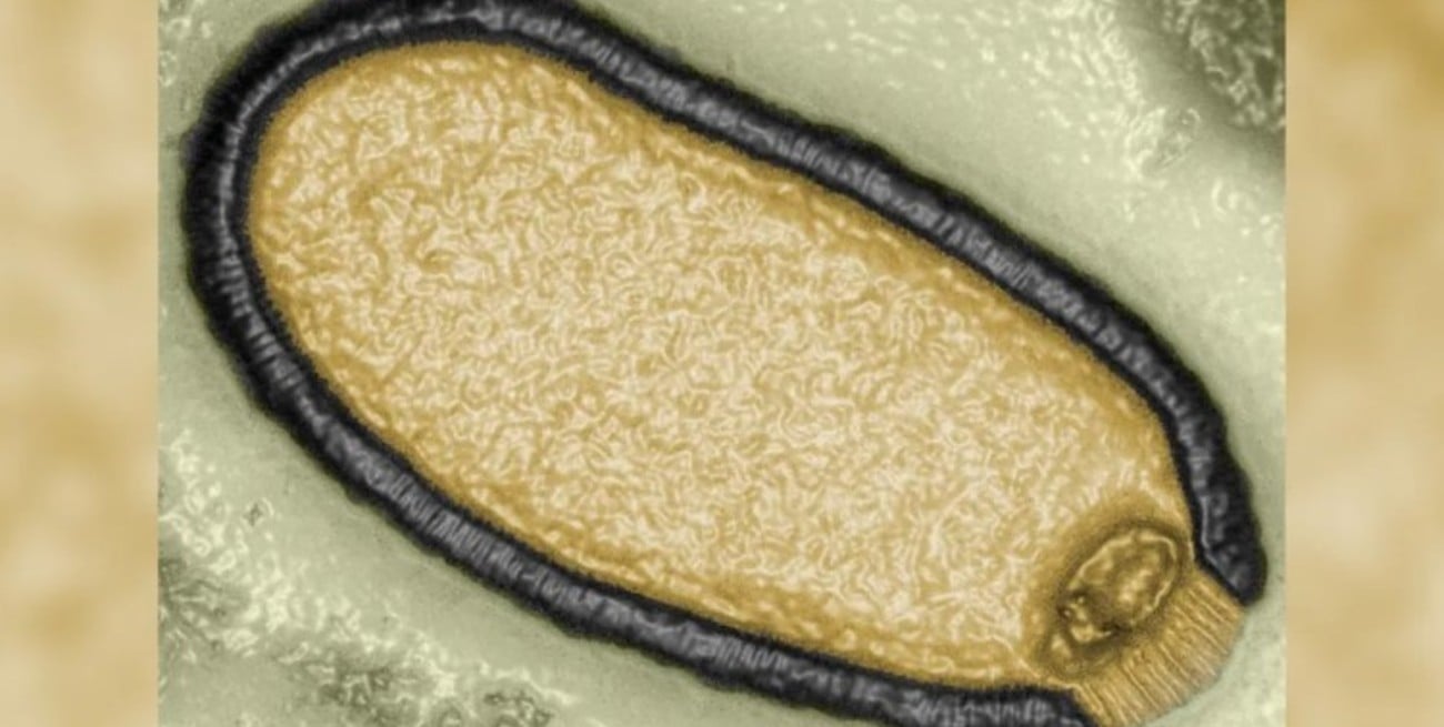 Revivieron un virus "zombie" que pasó 48.500 años congelado en permafrost