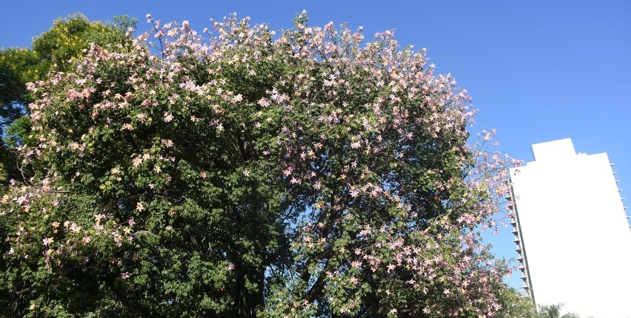 Jueves muy caluroso y con máxima rozando los 40° en la ciudad de Santa Fe