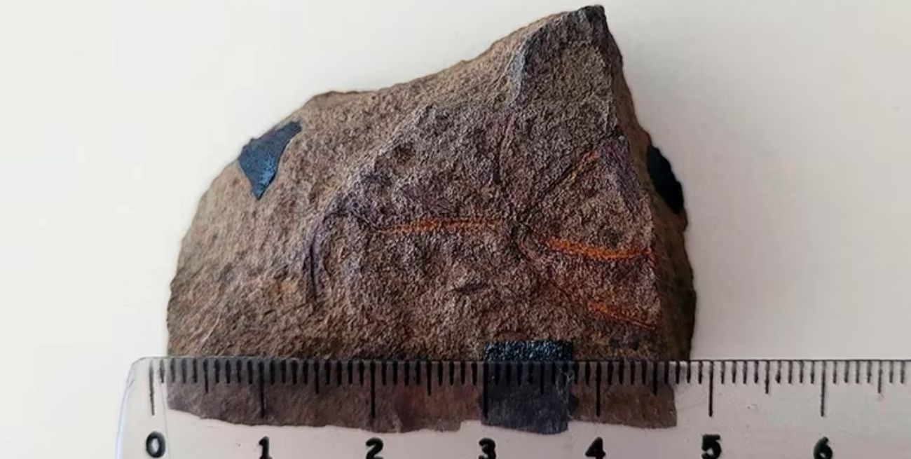 En Neuquén encontraron el fósil de una estrella frágil de 193 millones de años