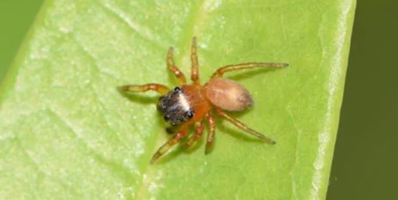 Descubrieron una nueva araña saltarina y la llamaron “Scaloneta”
